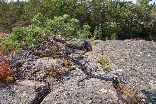 구주소나무 (Pinus sylvestris)