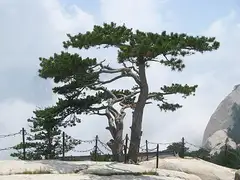 만주흑송