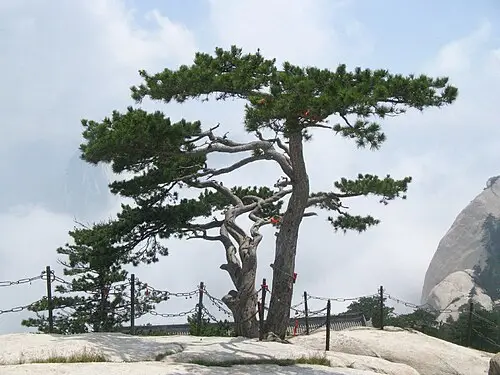 만주흑송 (Pinus tabuliformis)