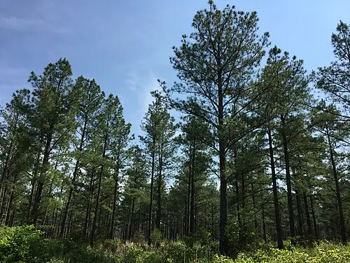 테다소나무 (Pinus taeda)