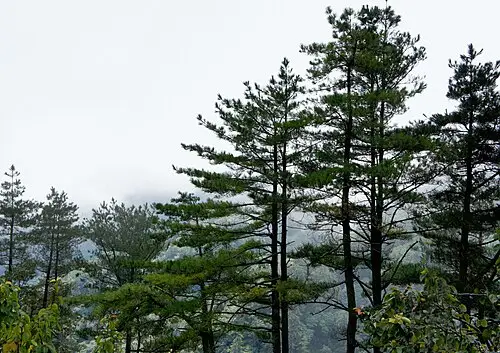 대만소나무 (Pinus taiwanensis)