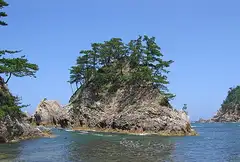 곰솔