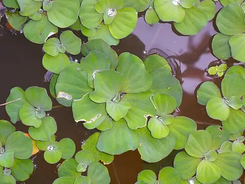 물상추 (Pistia stratiotes)