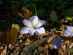 깽깽이풀