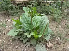 왕질경이