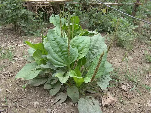 왕질경이 (Plantago major)