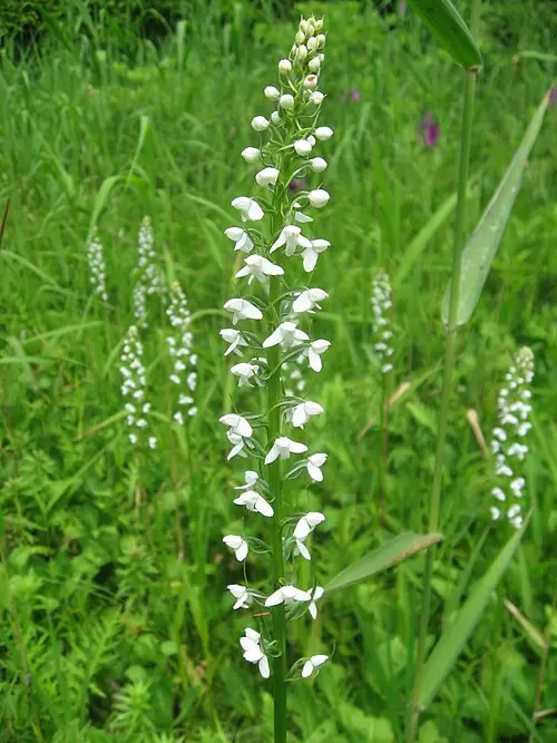 흰제비란 (Platanthera hologlottis)