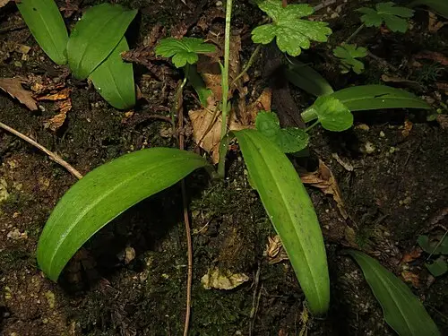 나도잠자리난초 (Platanthera ussuriensis)