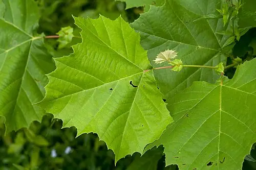 양버즘나무 (Platanus occidentalis)