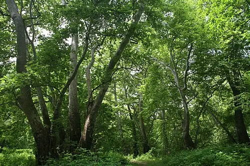 버즘나무 (Platanus orientalis)