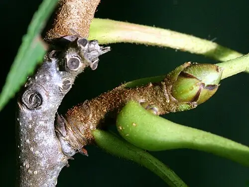 굴피나무 (Platycarya strobilacea)