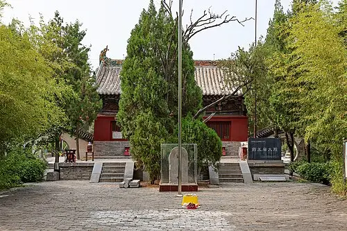 측백나무 (Platycladus orientalis)