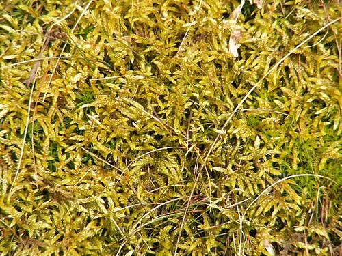 겉창발이끼 (Pleurozium schreberi)