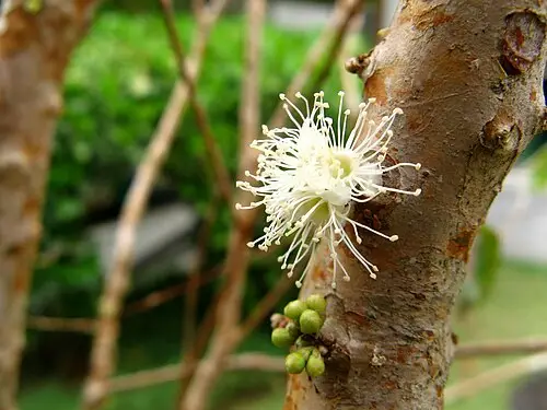 자부치카바 (Plinia cauliflora)