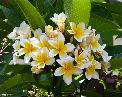 플루메리아 (Plumeria rubra)
