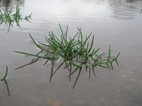 새포아풀 (Poa annua)