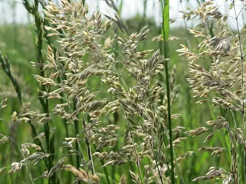 왕포아풀 (Poa pratensis)