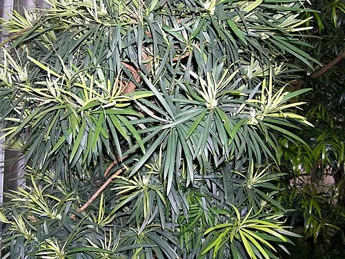 일라와라자두 (Podocarpus elatus)