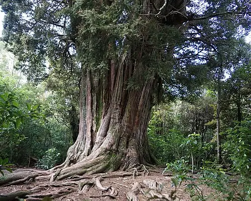 토타라 (Podocarpus totara)