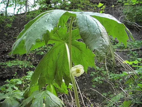 메이애플 (Podophyllum peltatum)
