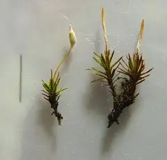 아기들솔이끼