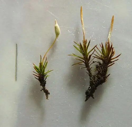 아기들솔이끼 (Pogonatum inflexum)