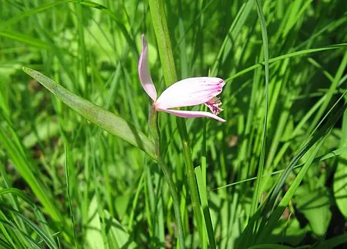 큰방울새란 (Pogonia japonica)