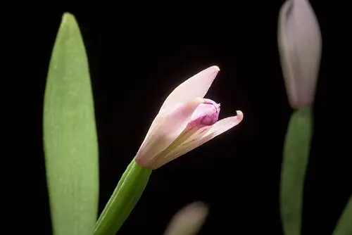 방울새란 (Pogonia minor)