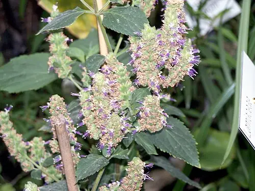 파출리 (Pogostemon cablin)