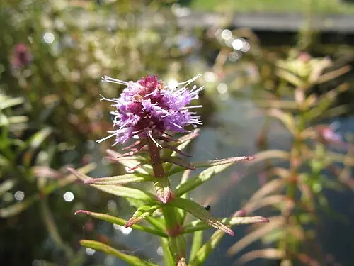 전주물꼬리풀 (Pogostemon yatabeanus)