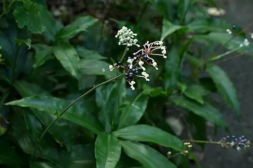 나도생강 (Pollia japonica)