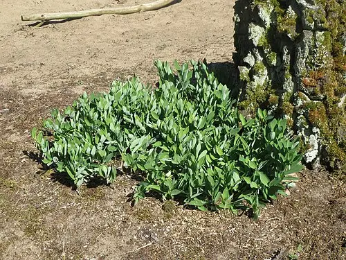 둥굴레 (Polygonatum odoratum)