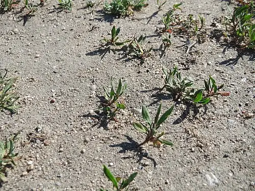 마디풀 (Polygonum aviculare)
