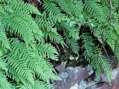 미역고사리 (Polypodium vulgare)