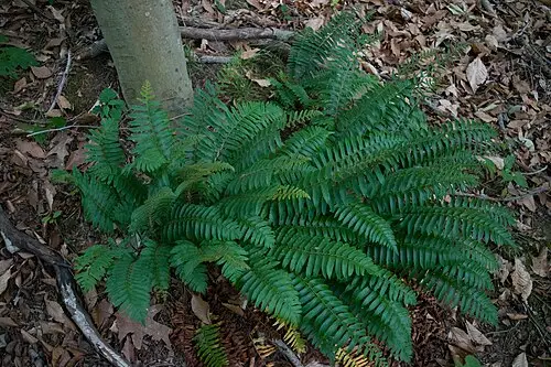 크리스마스고사리 (Polystichum acrostichoides)