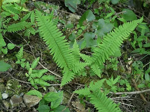 십자고사리 (Polystichum tripteron)