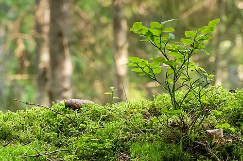솔이끼 (Polytrichum commune)