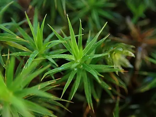 큰솔이끼 (Polytrichum formosum)