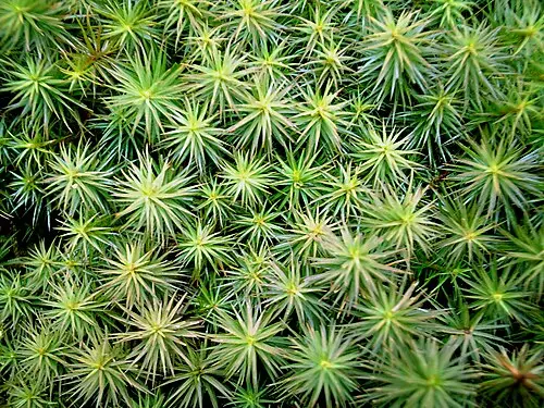 향나무솔이끼 (Polytrichum juniperinum)
