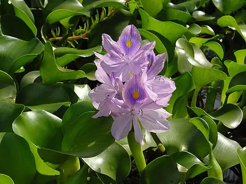 부레옥잠 (Pontederia crassipes)
