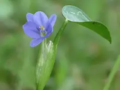 물달개비