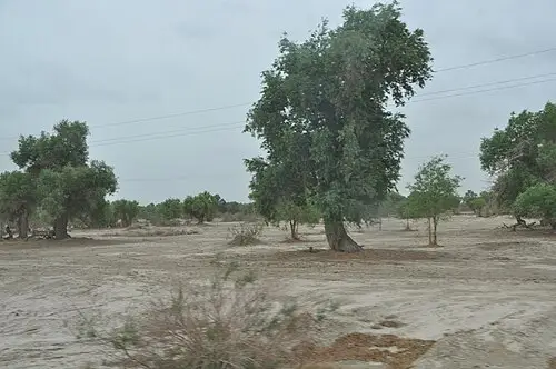 호양나무 (Populus euphratica)