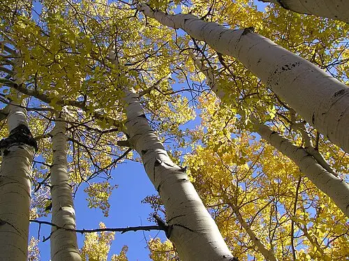 미국사시나무 (Populus tremuloides)