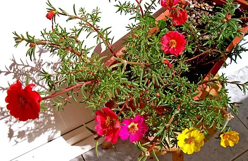채송화 (Portulaca grandiflora)
