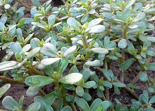 쇠비름 (Portulaca oleracea)