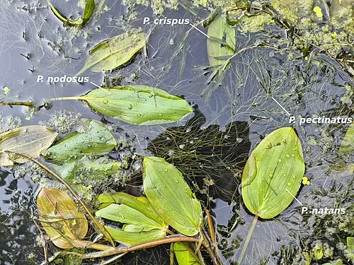 말즘 (Potamogeton crispus)