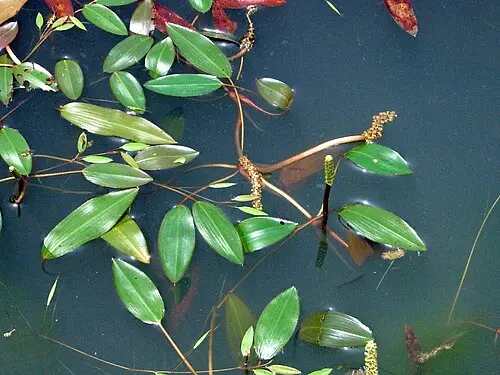 가래 (Potamogeton distinctus)