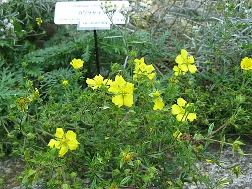 딱지꽃 (Potentilla chinensis)