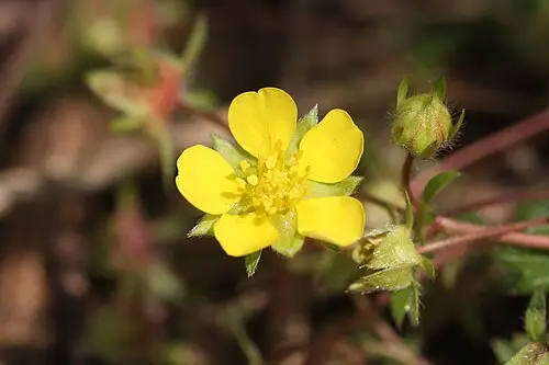양지꽃 (Potentilla fragarioides)