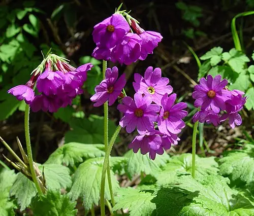 큰앵초 (Primula jesoana)
